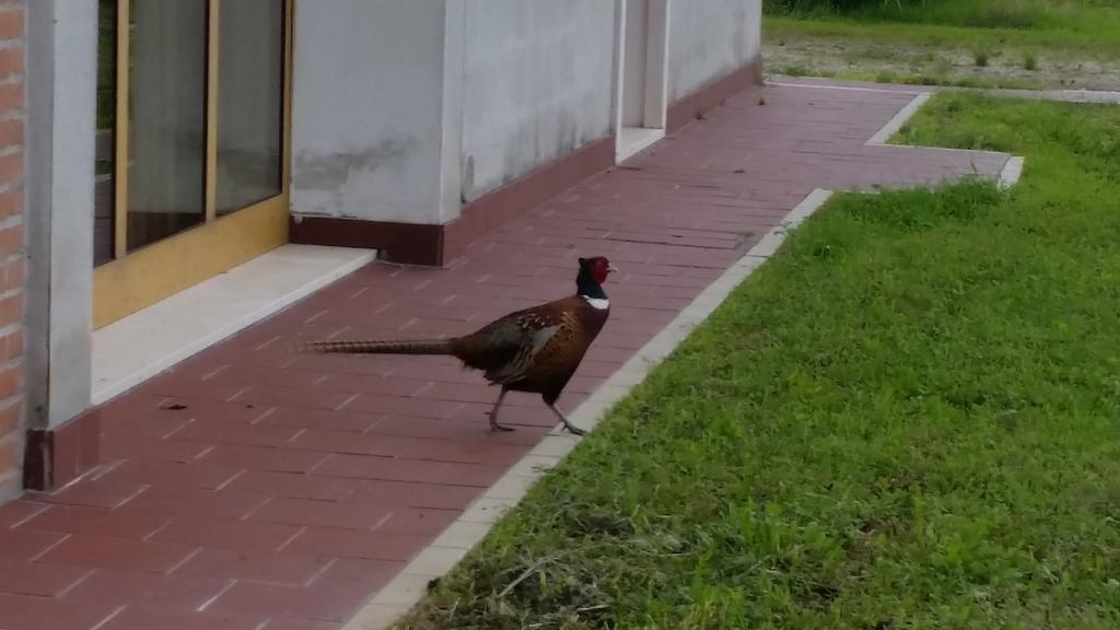 Hotel Locanda Veneta Vicenza Zewnętrze zdjęcie