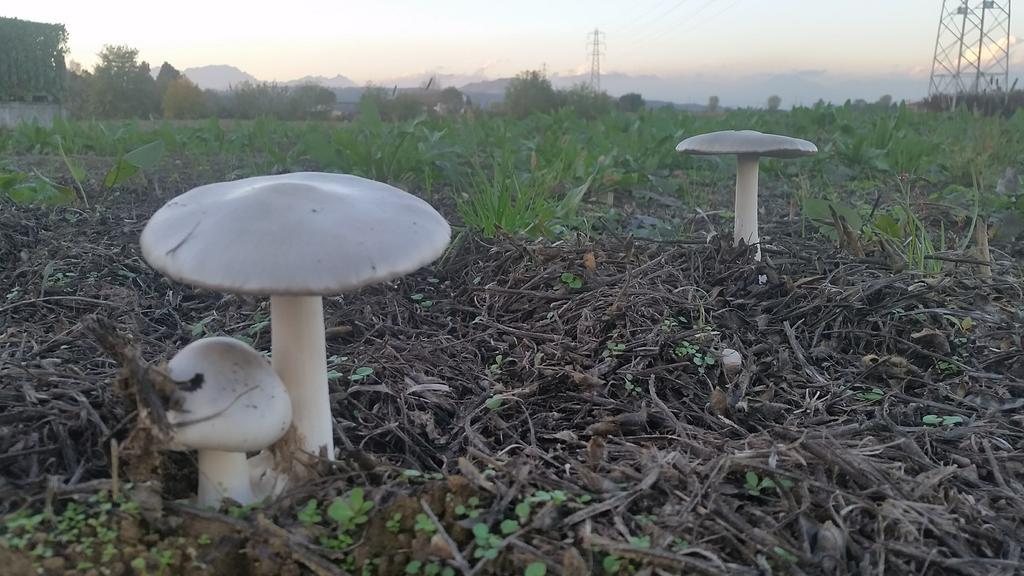 Locanda Veneta Vicenza Zewnętrze zdjęcie